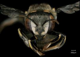   Anthidium maculifrons  female face, photo: Chelsey Ritner 
